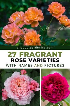 different types of flowers with the title 27 fragrantt rose varieties with names and pictures