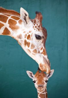 two giraffes standing next to each other in front of a green wall