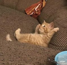 an orange cat laying on top of a brown couch