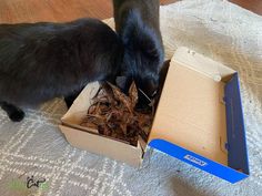 two black cats playing with leaves in a box