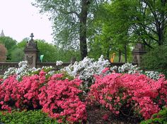 pink and white flowers are in the foreground with green trees behind them, along with other colorful shrubs