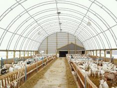 an indoor barn filled with lots of animals