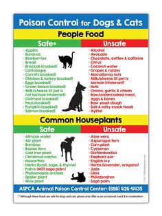 a poster with different types of dogs and cats on it's sides, including the names