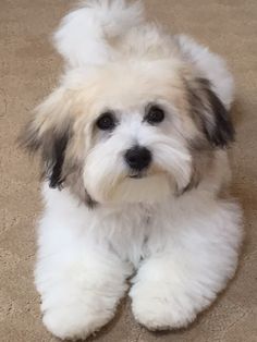 a small white and brown dog laying on the floor