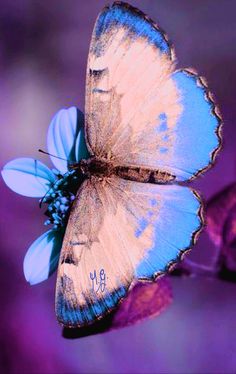 a blue butterfly sitting on top of a purple flower