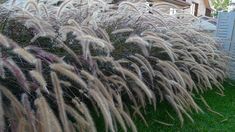 some very pretty looking plants in front of a house