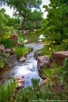 a stream running through a lush green forest filled with rocks and flowers, surrounded by tall trees