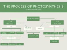 the process of photosyntheism is shown in green and white, as well as text