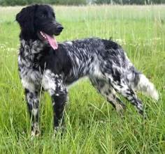 a black and white dog standing on top of a lush green field