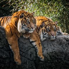 two tigers laying on top of a large rock