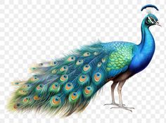 a blue and green peacock with feathers on it's tail, transparent png