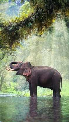 an elephant is standing in the water under a tree