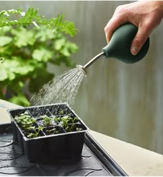 a person watering plants with a green sprinkler on top of a potted plant