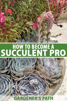 an image of how to become a succulentt pro gardener's path