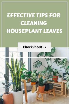 Houseplants in various pots near a bright window with text about cleaning their leaves. Houseplant Leaves, Simple Leaf