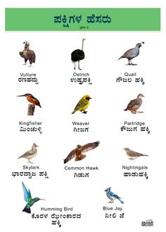 an image of birds in different languages