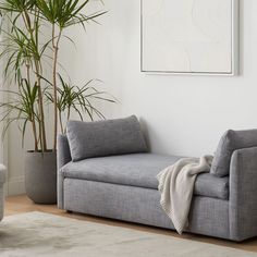 a living room with a gray couch and potted plant in the corner next to it