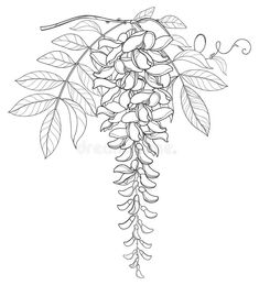 the branch with flowers and leaves is drawn by hand on a white background, black and white