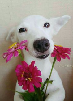 a white dog with pink flowers in it's mouth looking at the camera while sitting next to a wall