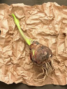 a piece of paper that has some type of vegetable on top of it, with the roots still attached