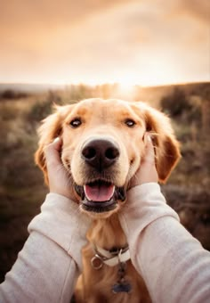 a golden retriever is being held by someone's hands with the sun setting in the background