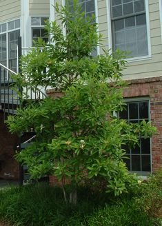 a tree in front of a house with stairs leading up to the second floor and another building behind it