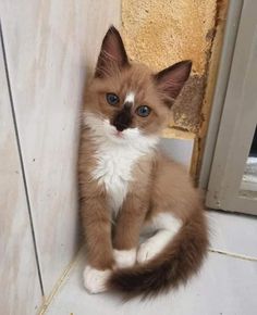 a small kitten sitting on the floor next to a door and looking at the camera