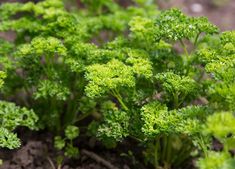 some very pretty green plants growing in the dirt