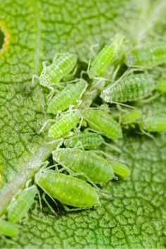 some green bugs are sitting on a leaf