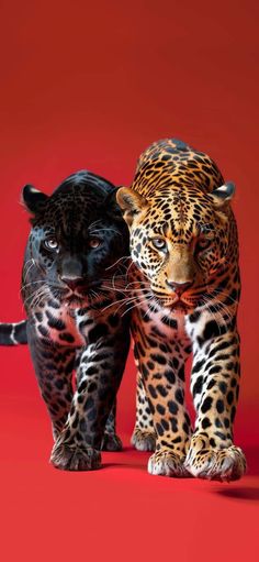 two black and brown leopards standing next to each other on a red background with one looking at the camera