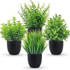 three potted plants with green leaves are shown in the same size and color as they appear to be growing