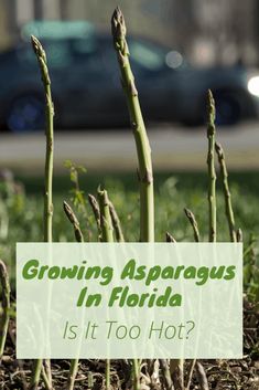 asparagus growing in florida is it too hot?