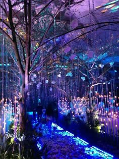 people are walking through an illuminated garden with trees and lights in the background at night