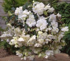 a bouquet of white flowers sitting on top of a metal stand