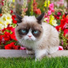 a siamese cat with blue eyes sitting in front of colorful flowers and greenery