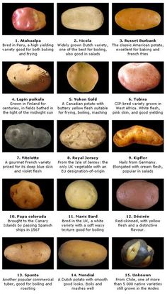 the different types of potatoes and their names are shown in this chart, which shows how they