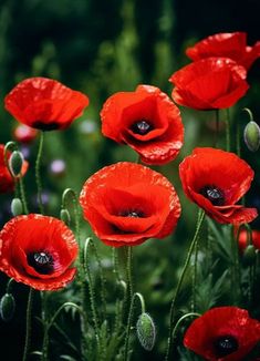 red flowers with water droplets on them are in the middle of green grass and blue sky