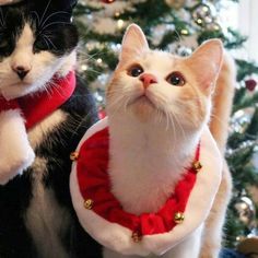 two black and white cats sitting next to each other in front of a christmas tree