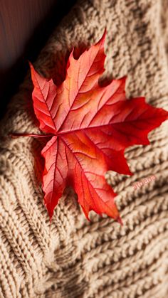 a red leaf laying on top of a brown blanket