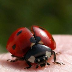 a close up of a lady bug on someone's arm