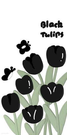 black tulips are growing in the grass