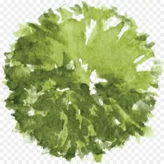 a green leafy plant on a white background, with watercolor paint in the middle