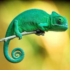 a green chamelon is sitting on a branch