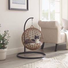 a cat sitting in a rattan hanging chair next to a potted plant on the floor