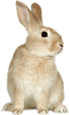 a small white rabbit sitting up against a white background