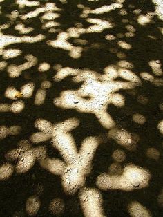 shadows cast on the ground and leaves