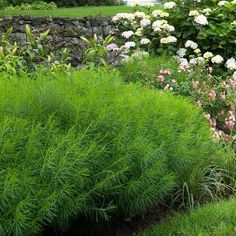 the garden is full of colorful flowers and greenery, including pink and white hydrangeas