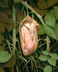 an image of a human body wrapped in leaves