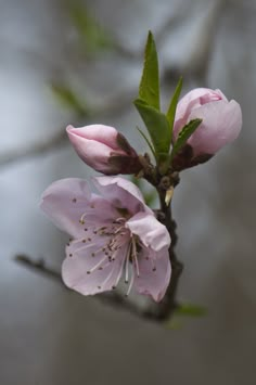 a pink flower is blooming on a tree branch