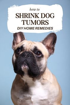 Turmeric Paste For Dog Tumors [Does it Actually Work?] Dog Warts, Tumors On Dogs, Shiloh Shepherd, Turmeric Paste, Benefits Of Turmeric, Medication For Dogs, Healthy Dog Treats Homemade